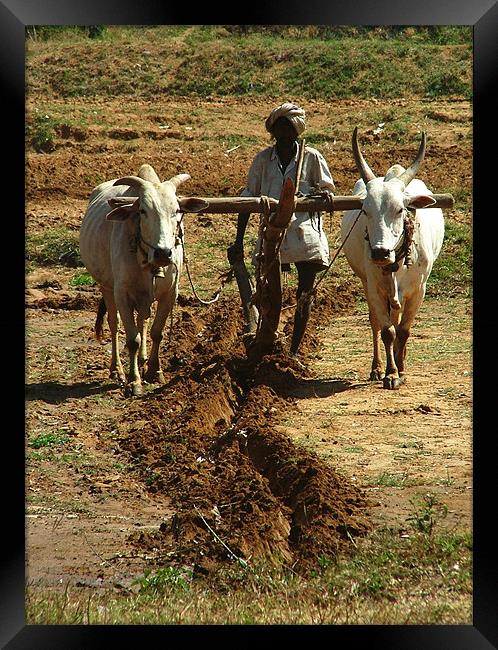 Oxen Plough Karnataka Framed Print by Serena Bowles