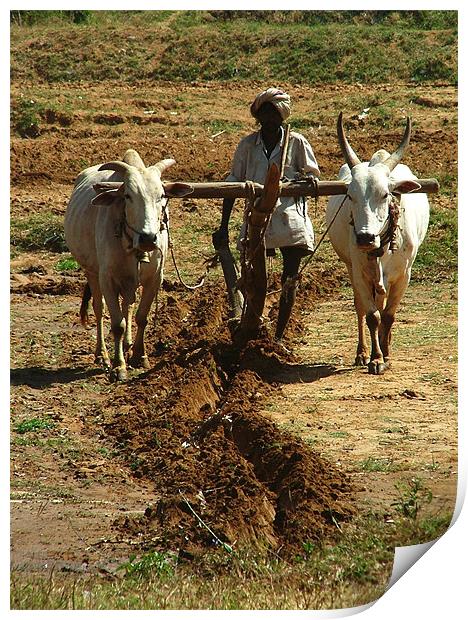 Oxen Plough Karnataka Print by Serena Bowles