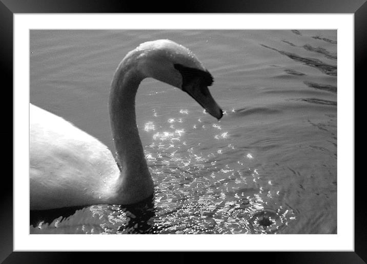 Damp swan Framed Mounted Print by Ashley Paddon