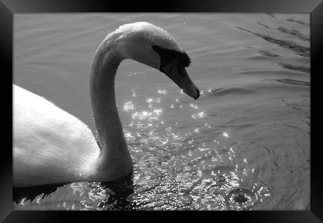 Damp swan Framed Print by Ashley Paddon