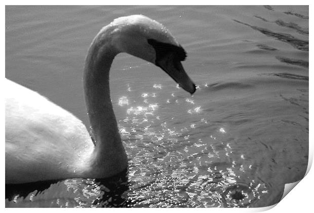 Damp swan Print by Ashley Paddon
