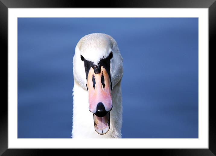 The Angry Swan Framed Mounted Print by Chris Turner
