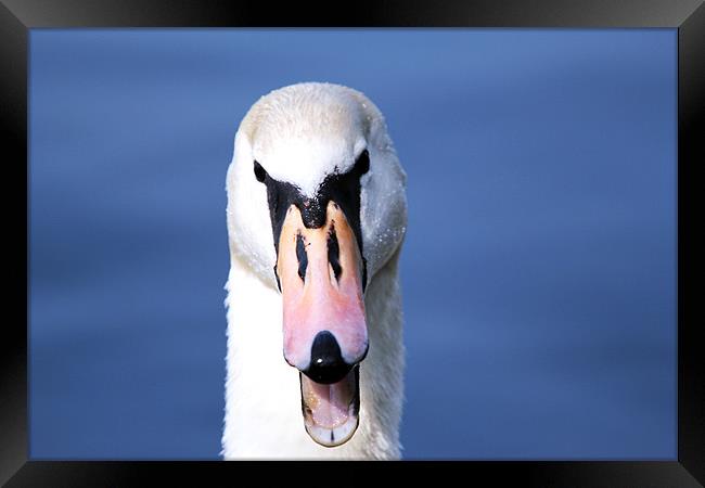 The Angry Swan Framed Print by Chris Turner