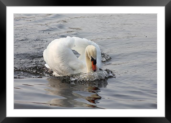 A Swan Framed Mounted Print by kelly Draper