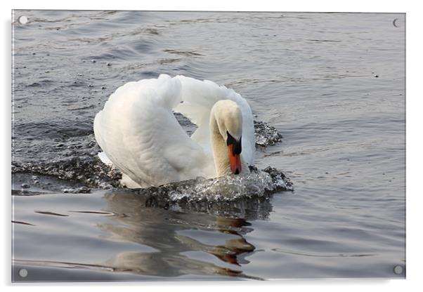A Swan Acrylic by kelly Draper