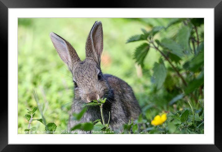Sweet Rabbit Framed Mounted Print by Jan Gregory