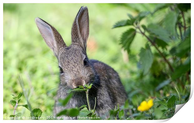 Sweet Rabbit Print by Jan Gregory