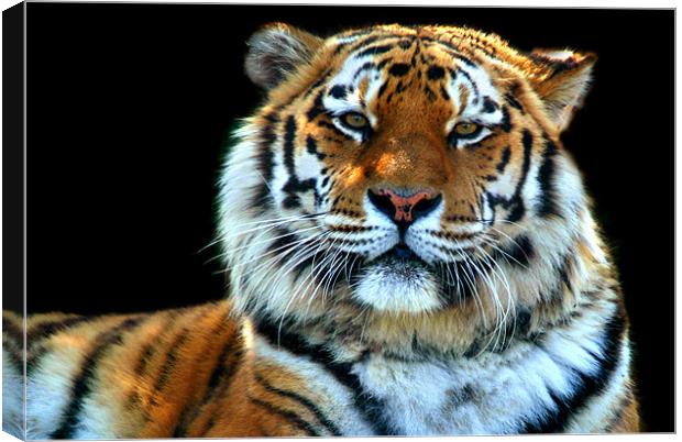 Majestic Sumatran Tiger Canvas Print by Serena Bowles