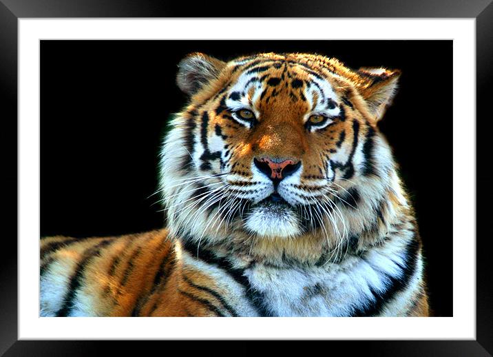 Majestic Sumatran Tiger Framed Mounted Print by Serena Bowles
