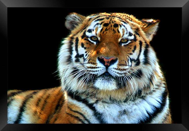 Majestic Sumatran Tiger Framed Print by Serena Bowles