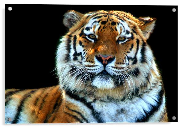 Majestic Sumatran Tiger Acrylic by Serena Bowles