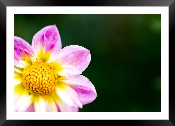 Dahlia Audrey Framed Mounted Print by DiFigiano Photography