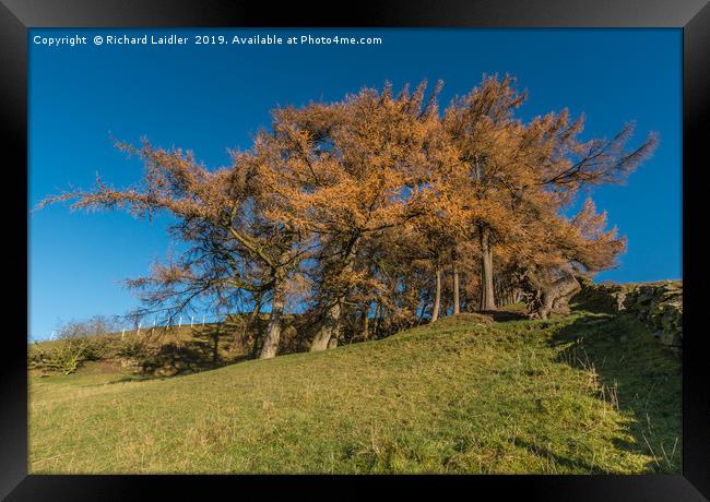 Autumn Larches Framed Print by Richard Laidler