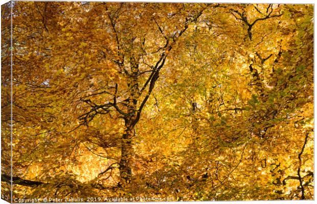 Autumn Gold Canvas Print by Peter Zabulis