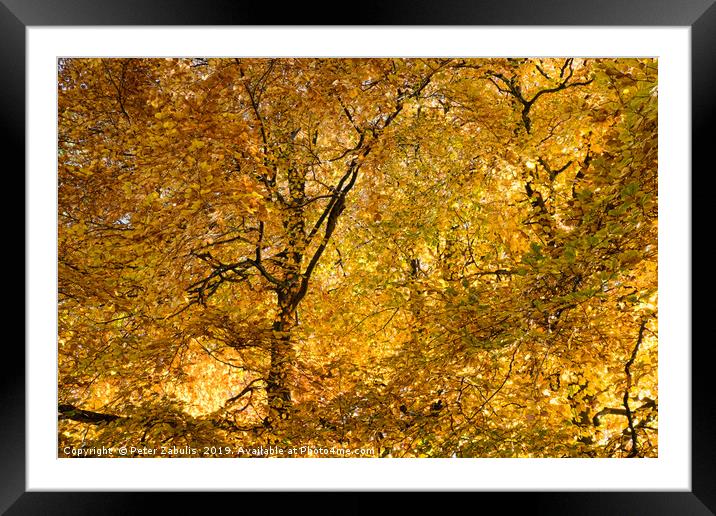 Autumn Gold Framed Mounted Print by Peter Zabulis
