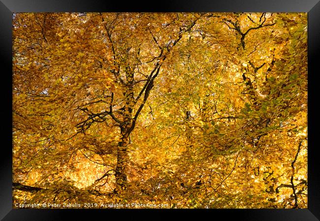 Autumn Gold Framed Print by Peter Zabulis