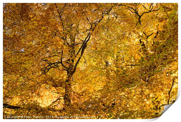 Autumn Gold Print by Peter Zabulis