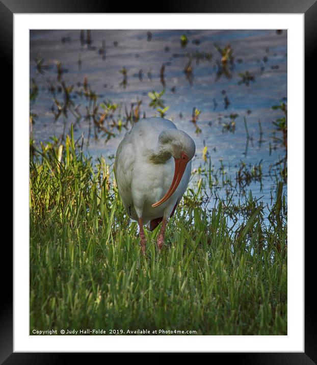 White Ibis Framed Mounted Print by Judy Hall-Folde