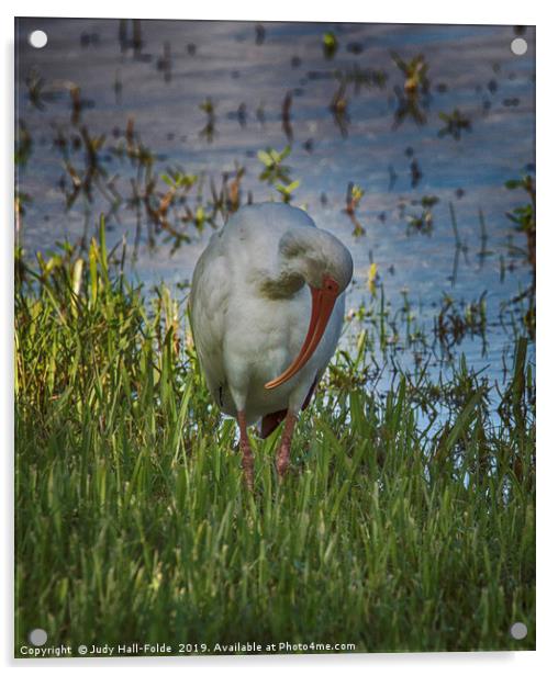 White Ibis Acrylic by Judy Hall-Folde
