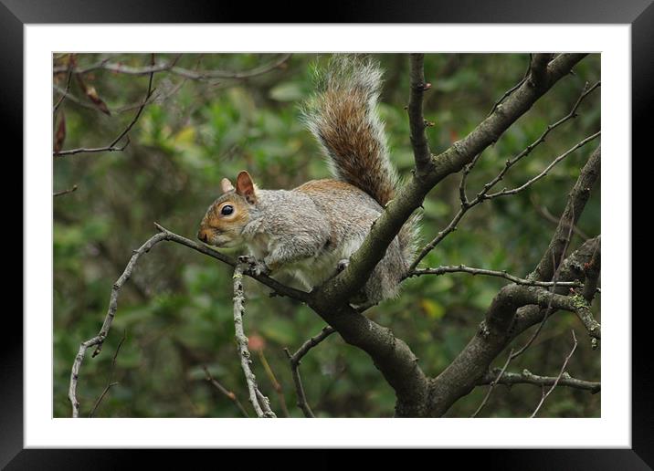 Mr Squirrel Framed Mounted Print by kelly Draper