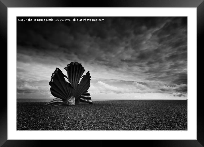 The Striking Scallop Shell Framed Mounted Print by Bruce Little