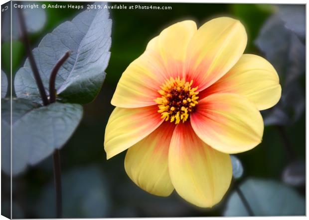 Radiant Yellow Dahlia with a Fiery Red Splash Canvas Print by Andrew Heaps