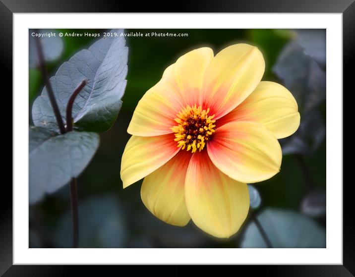 Radiant Yellow Dahlia with a Fiery Red Splash Framed Mounted Print by Andrew Heaps