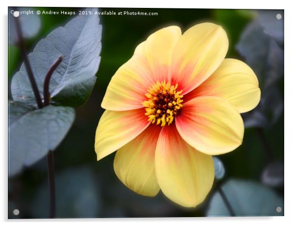 Radiant Yellow Dahlia with a Fiery Red Splash Acrylic by Andrew Heaps