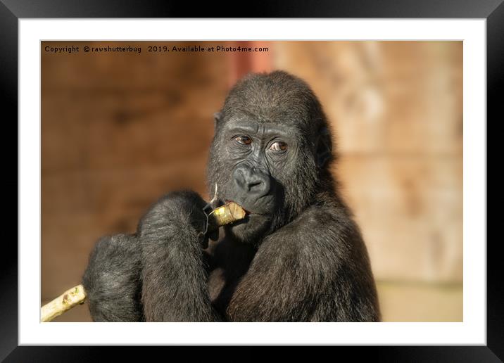 You Looking At Me Framed Mounted Print by rawshutterbug 