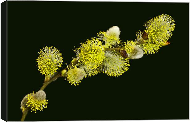 Pussy Willow Catkins Canvas Print by Pete Hemington