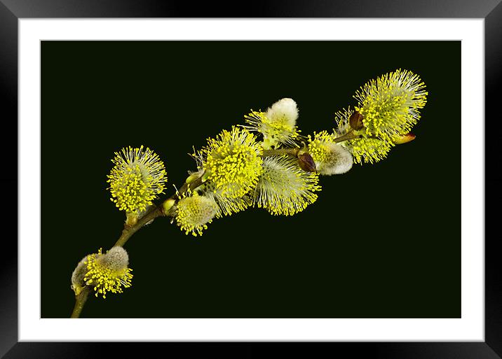 Pussy Willow Catkins Framed Mounted Print by Pete Hemington