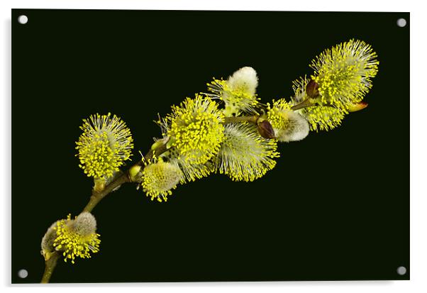 Pussy Willow Catkins Acrylic by Pete Hemington