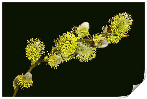Pussy Willow Catkins Print by Pete Hemington