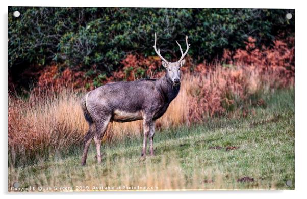 Pere David Deer Acrylic by Jan Gregory