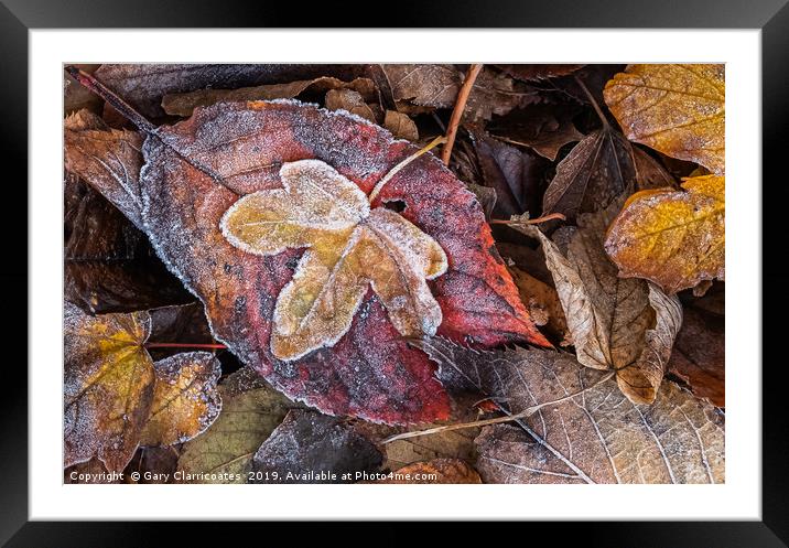 Frosty Autumn Leaves Framed Mounted Print by Gary Clarricoates