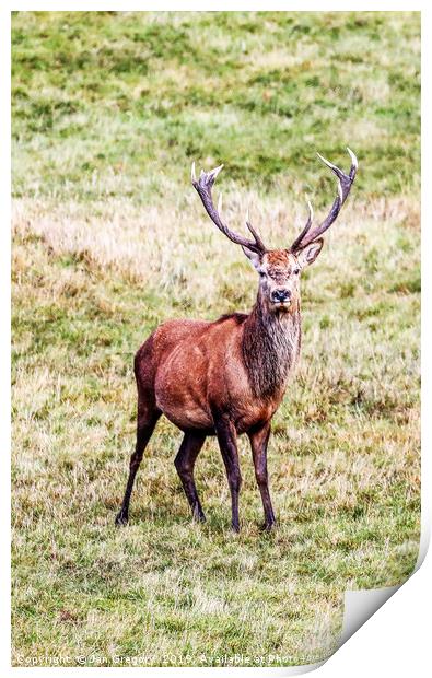 Magnificant Stag Print by Jan Gregory