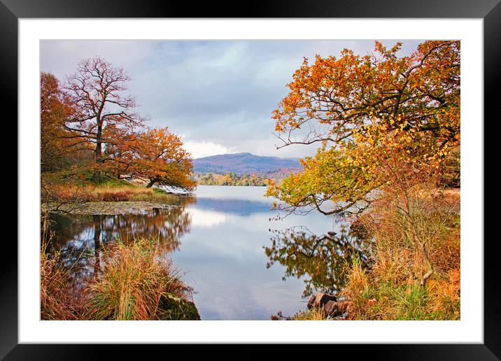 Rydal autumn foliage Framed Mounted Print by David McCulloch