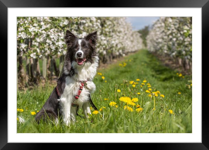 Border Collie in the spring Framed Mounted Print by Thomas Schaeffer