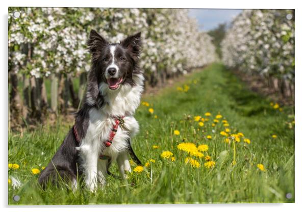 Border Collie in the spring Acrylic by Thomas Schaeffer
