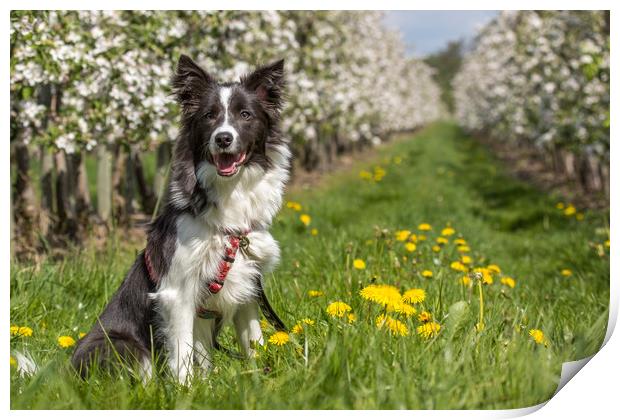 Border Collie in the spring Print by Thomas Schaeffer