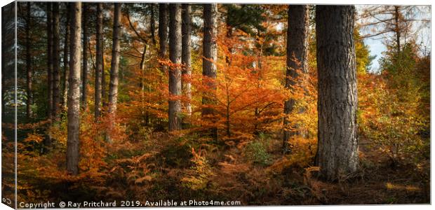 Autumn in Ousbrough  Canvas Print by Ray Pritchard