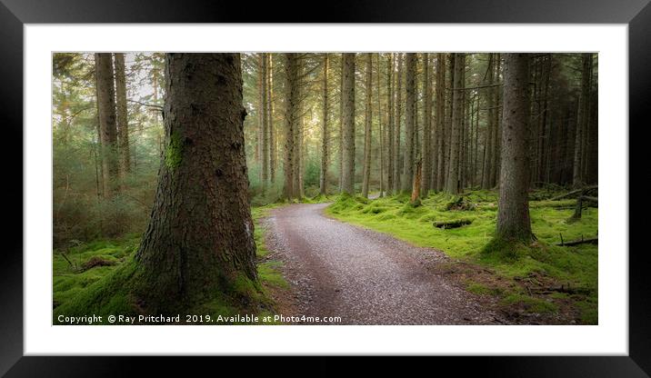 Whinlatter Forest Framed Mounted Print by Ray Pritchard