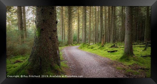 Whinlatter Forest Framed Print by Ray Pritchard