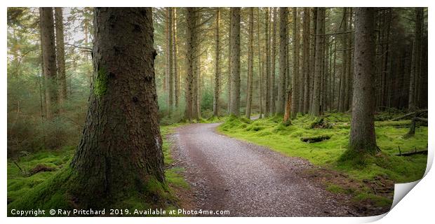 Whinlatter Forest Print by Ray Pritchard