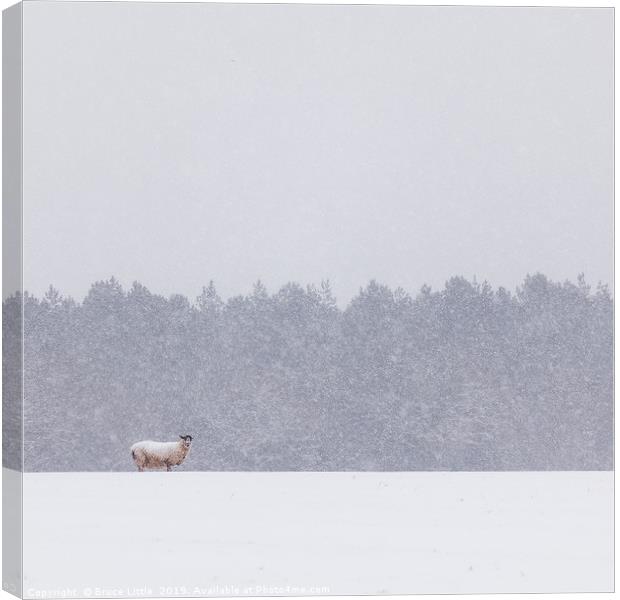 Solitary Sheep in a Winter Blizzard Canvas Print by Bruce Little