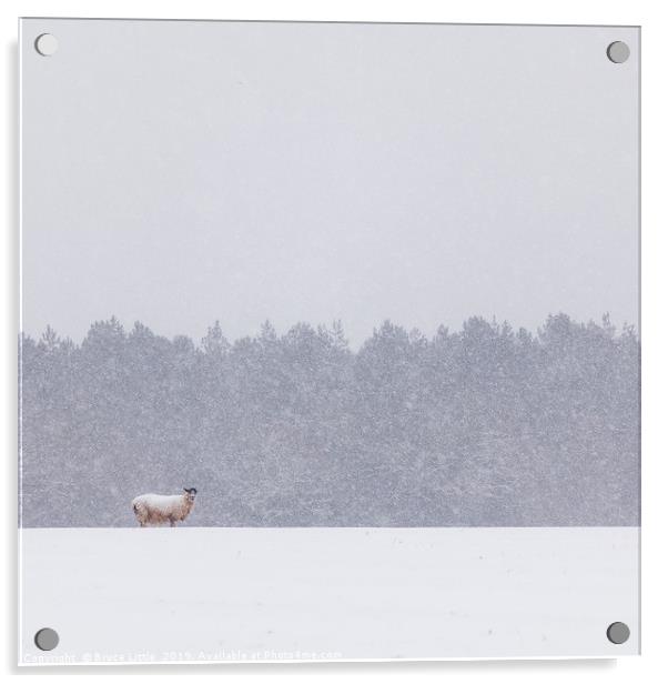 Solitary Sheep in a Winter Blizzard Acrylic by Bruce Little