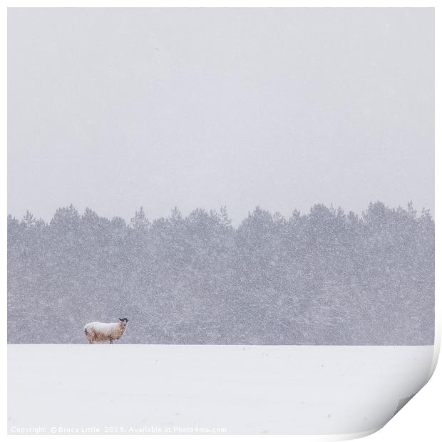 Solitary Sheep in a Winter Blizzard Print by Bruce Little