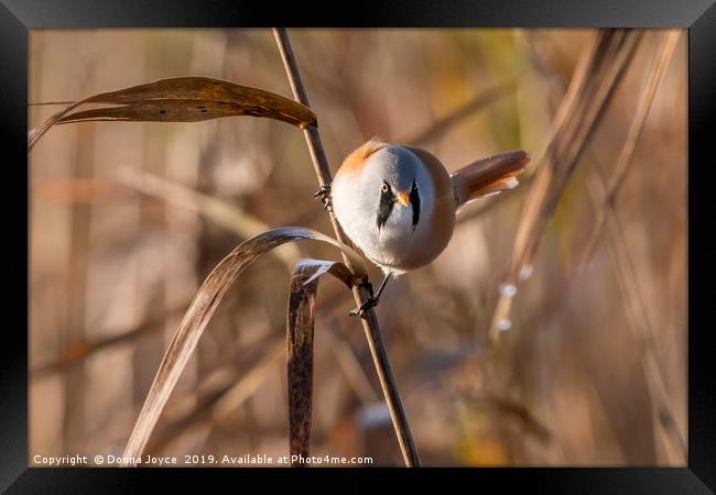 Bearded tit Framed Print by Donna Joyce