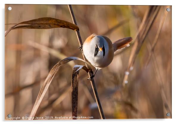 Bearded tit Acrylic by Donna Joyce