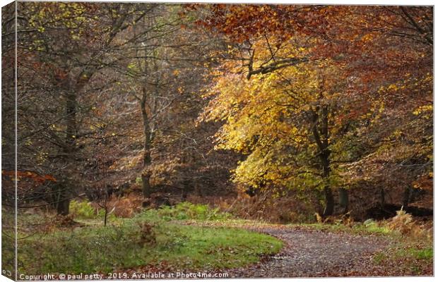                             Epping Forest 1    Canvas Print by paul petty